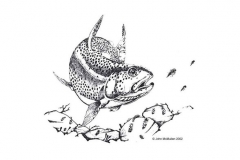 rainbowTrout-588x400