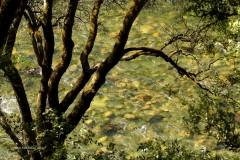 The crystal clear South Fork of the Merced River. From Hite Cove Trail near Yosemite National Park, California
